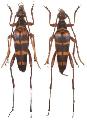 Leptura (Leptura) ochraceofasciata