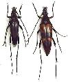 Leptura (Nakanea) vicaria