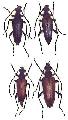 Stictoleptura (Stictoleptura) variicornis