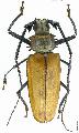 Enoplocerus armillatus