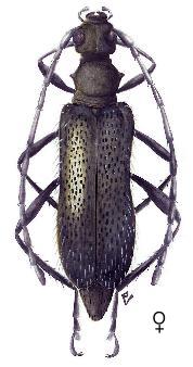 Pseudosieversia europaea Vitali, 2004 reconstruction