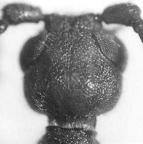 Vesperus strepens (Fabricius, 1792) head