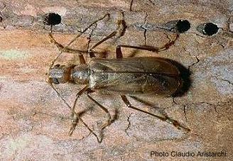 Vesperus ligusticus Vitali, 2001 female