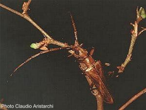 Vesperus ligusticus Vitali, 2001 male